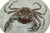 Very Nice Fossil Crab (Pulalius) - Washington #240460-4